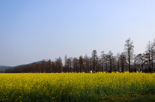 油菜花