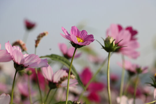 格桑花