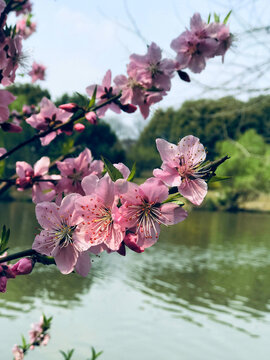 樱花