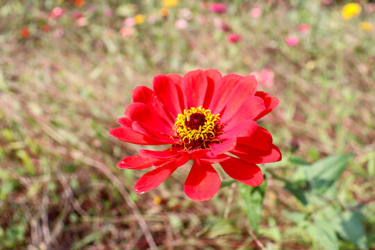 百日菊