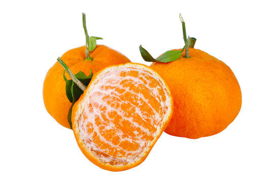 明日见柑橘