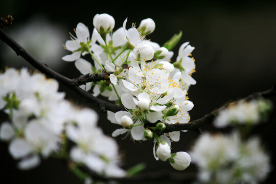 李子花