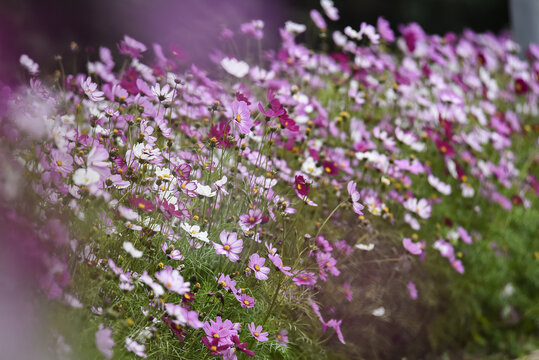 格桑花