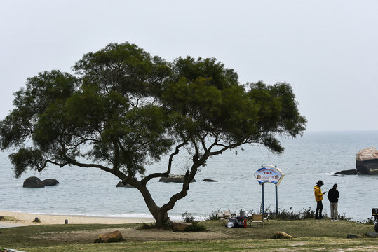 海边一棵树