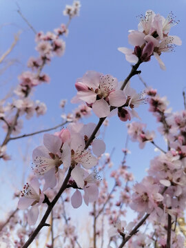 山桃花