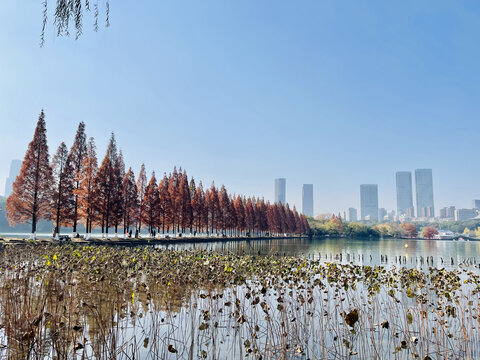 湖边水杉