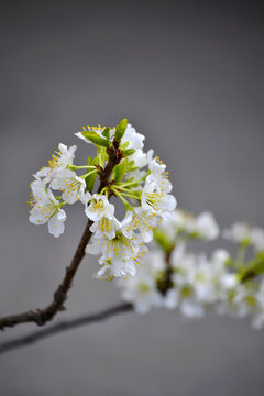 李子花