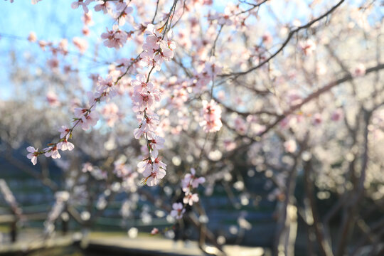 春天好天气蓝天桃花