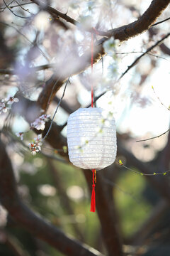 桃花树下的灯笼好天气春天