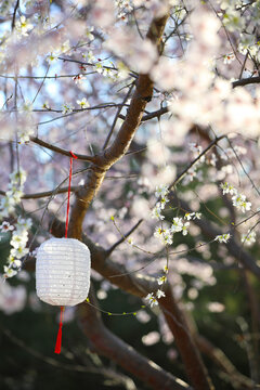 春天桃花树下的灯笼