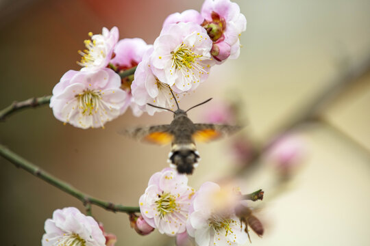 蜂恋花