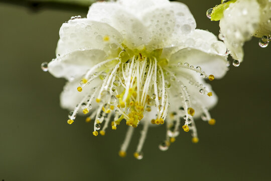 白梅花腊梅花