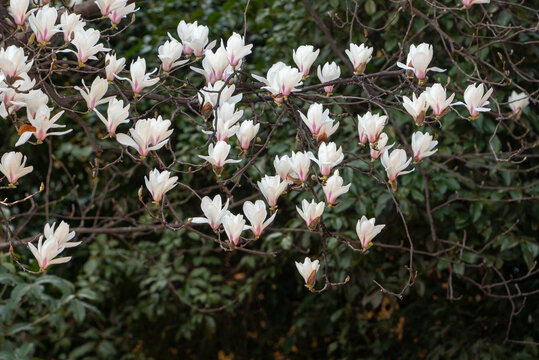 春天上海龙华寺玉兰花