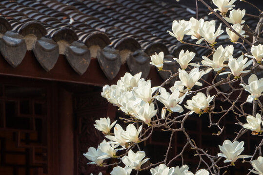 春天上海龙华寺玉兰花