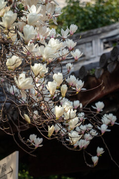 春天上海龙华寺玉兰花