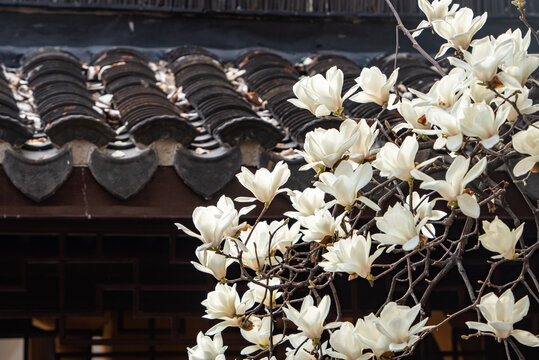 春天上海龙华寺玉兰花