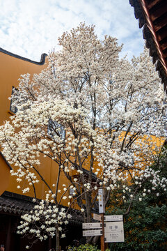 春天上海龙华寺玉兰花