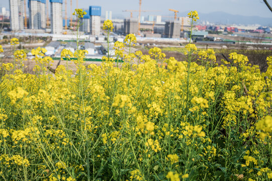 油菜花