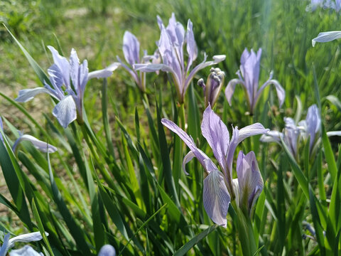 马兰花马莲花