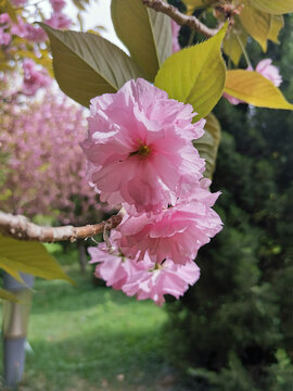 樱花