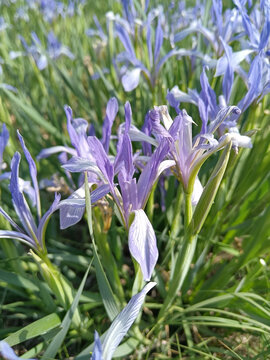 马兰花马莲花