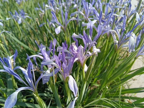 马兰花马莲花