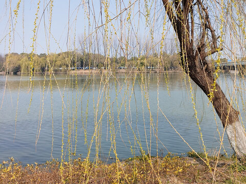 岸上春柳