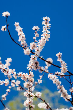 极简樱花