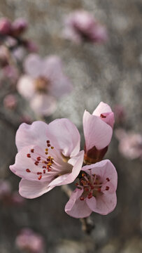 山桃花开