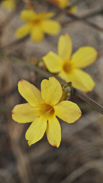 迎春花