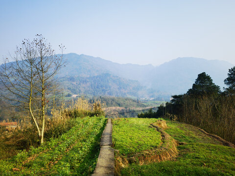 田间小路