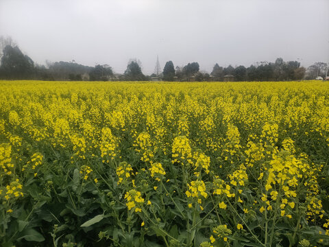 彩色油菜花