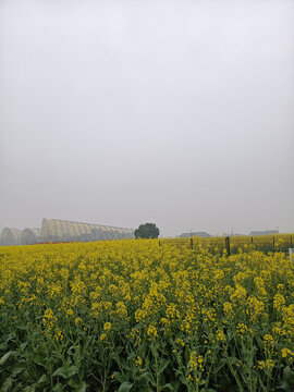 彩色油菜花