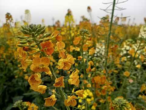 彩色油菜花