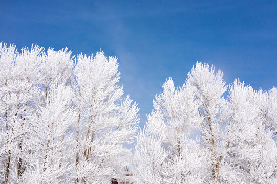 北方冬天白杨树雾凇雪景