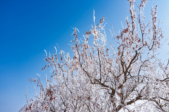 北方冬天红沙枣树雾凇雪景