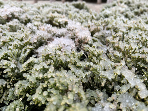 冰壳植物