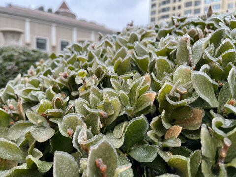 冰壳植物