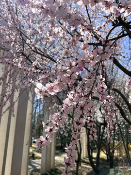 春花烂漫