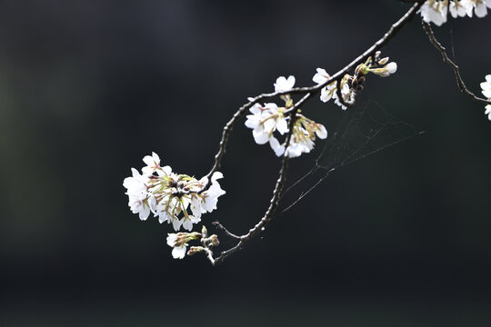 樱花背景