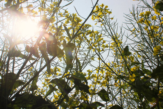 逆光油菜花