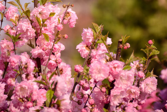 春桃花簇