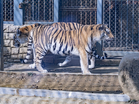 苏州动物园之老虎