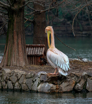 上海动物园奇特大鸟鹈鹕