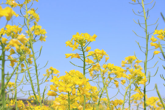 蓝天油菜花