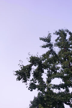 天空树叶背景图
