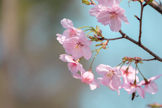 樱花盛开