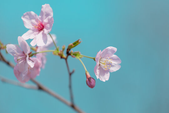 春天的樱花