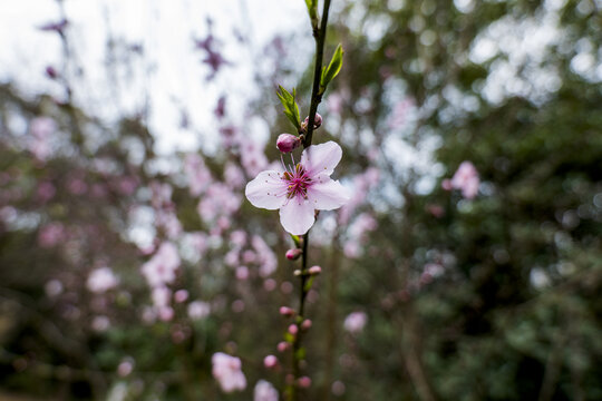 粉红色桃花