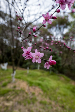 粉色桃花花朵